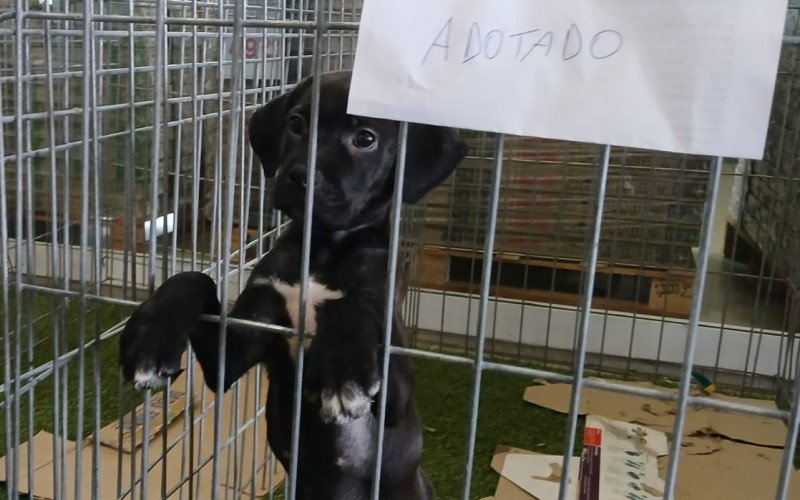 Espaço de Adoção da Sempa na Leroy Merlin