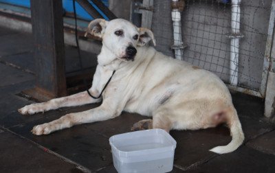 Ferimentos em cão de Novo Hamburgo são esclarecidos após exames e animal é disponibilizado para adoção