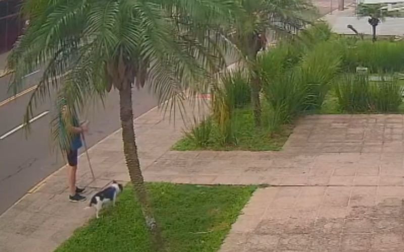 Idoso é atropelado na calçada ao passear com cachorro em Santa Maria | abc+