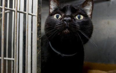 Secretaria promove castração de gatos a partir de segunda-feira em Canoas