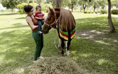 "Temos um carinho por ele": Cavalo Caramelo recebe visitas na Ulbra em Canoas