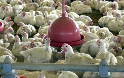 China encerra embargo e libera frango do RS após surto sanitário