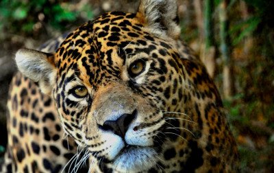 Moradores da região têm desconto na compra de ingressos para visitar o zoológico de Gramado