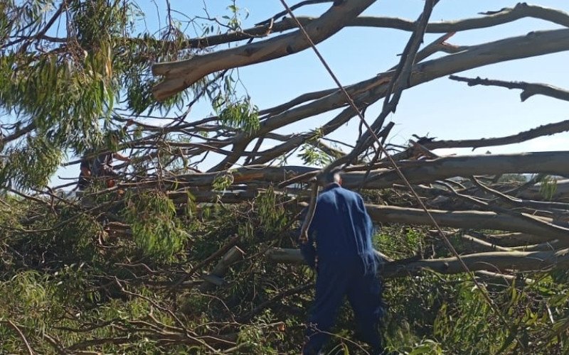 Tempestade causou queda de árvores e danos em Pinheiro Machado, no RS