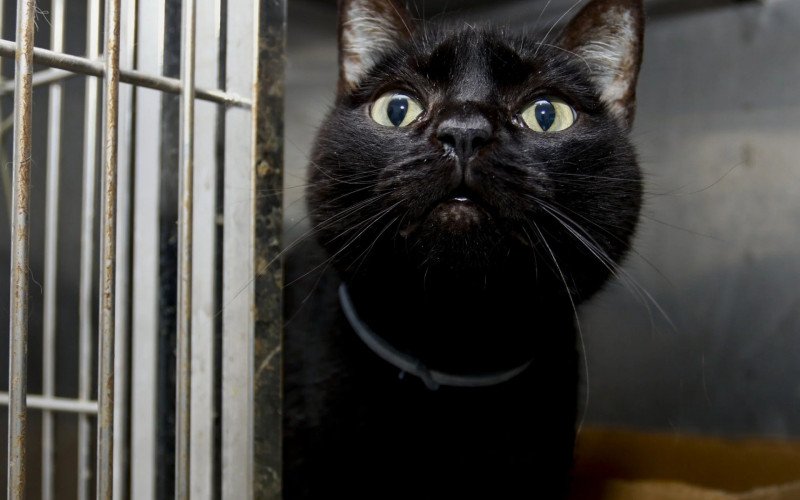 Programa Miau na Rua castra gatos a partir de segunda-feira (26) no Mathias Velho | abc+