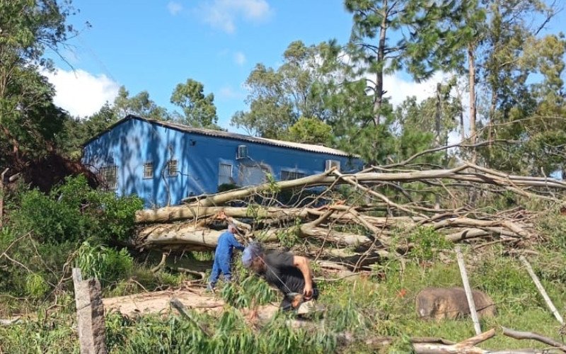 Tempestade causou queda de árvores e danos em Pinheiro Machado, no RS