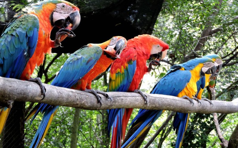 Gramadozoo