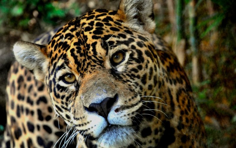 Gramadozoo