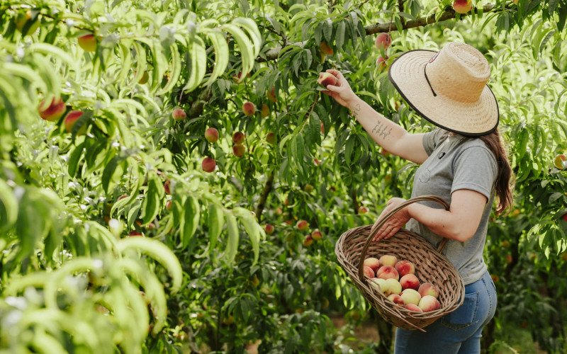 Propriedade em Morro Reuter teve safra de pêssegos com maior produtividade | abc+