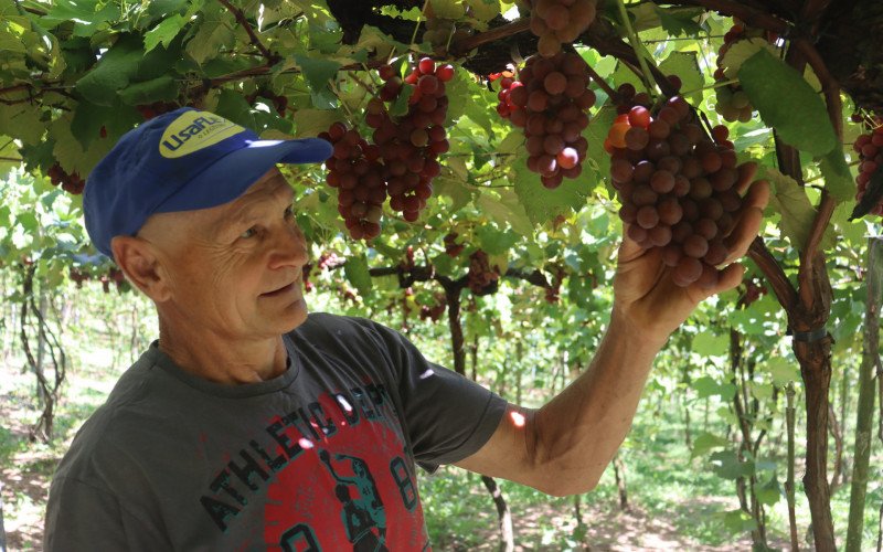 José Ricardo comenta sobre seu trabalho com o cultivo de uvas em Igrejinha