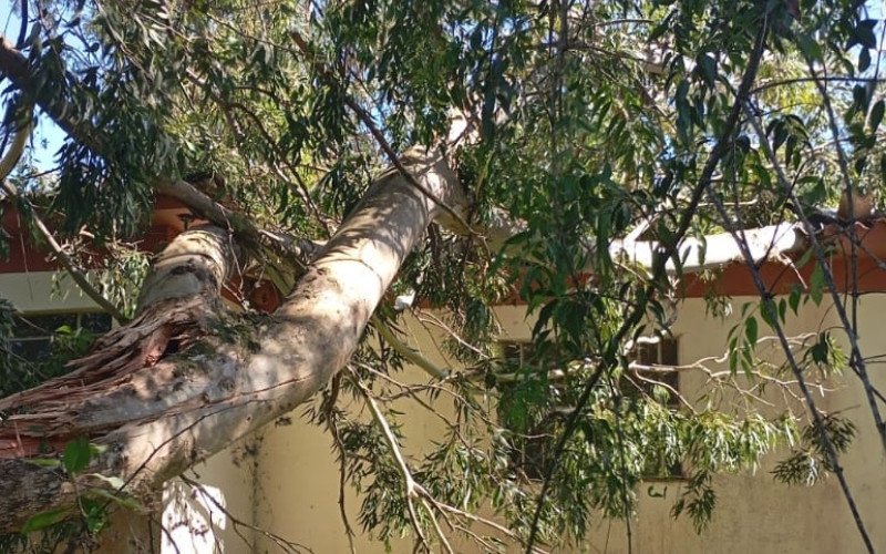 Tempestade causou queda de árvores e danos em Pinheiro Machado, no RS