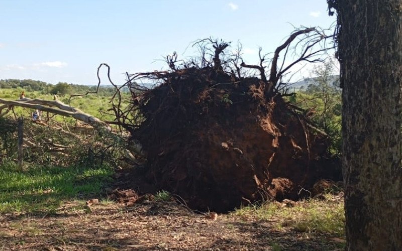 Tempestade causou queda de árvores e danos em Pinheiro Machado, no RS