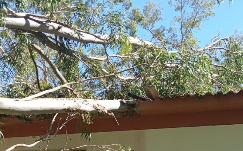 Tempestade causou queda de árvores e danos em Pinheiro Machado, no RS