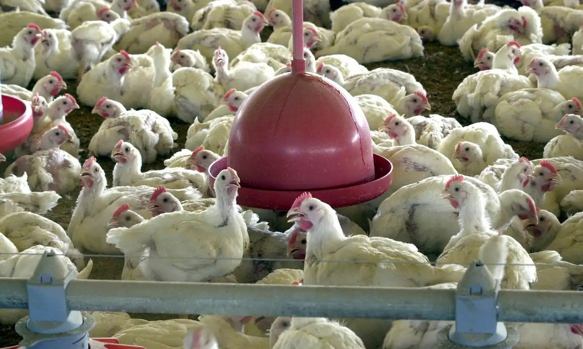 China encerra embargo e libera frango do RS após surto sanitário | abc+