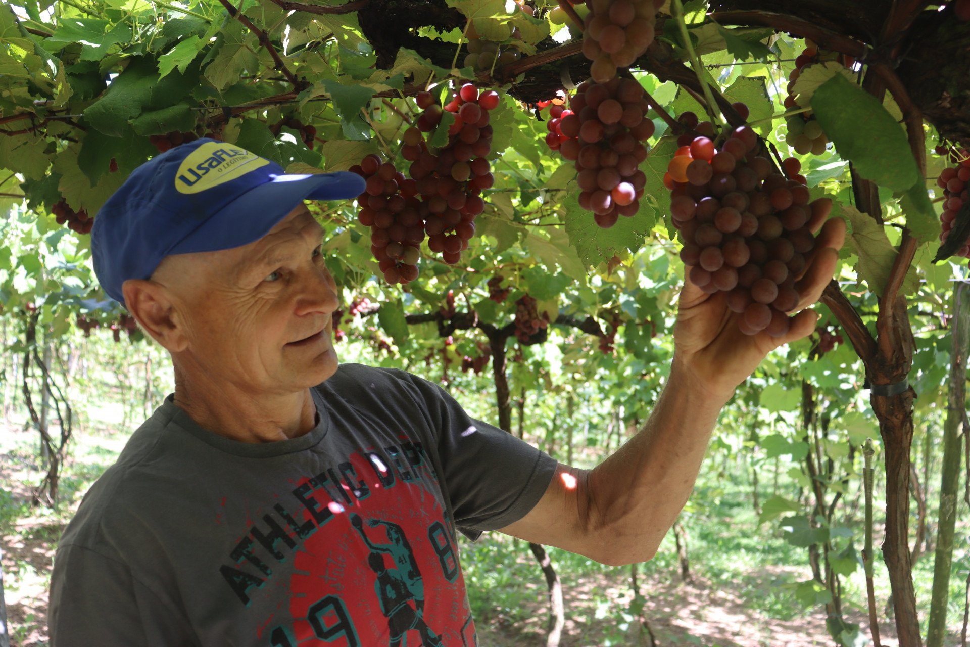 Cultivo de uva é uma das principais atividades agrícolas de Igrejinha; conheça o trabalho de um produtor