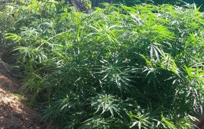 Plantação de maconha é descoberta em casa de Novo Hamburgo