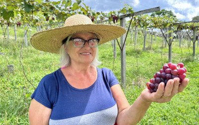 Época de vindima e apelo turístico estimulam o trabalho de produtores rurais em Gramado