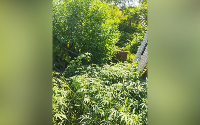 Pés de maconha foram encontrados em Canudos | abc+
