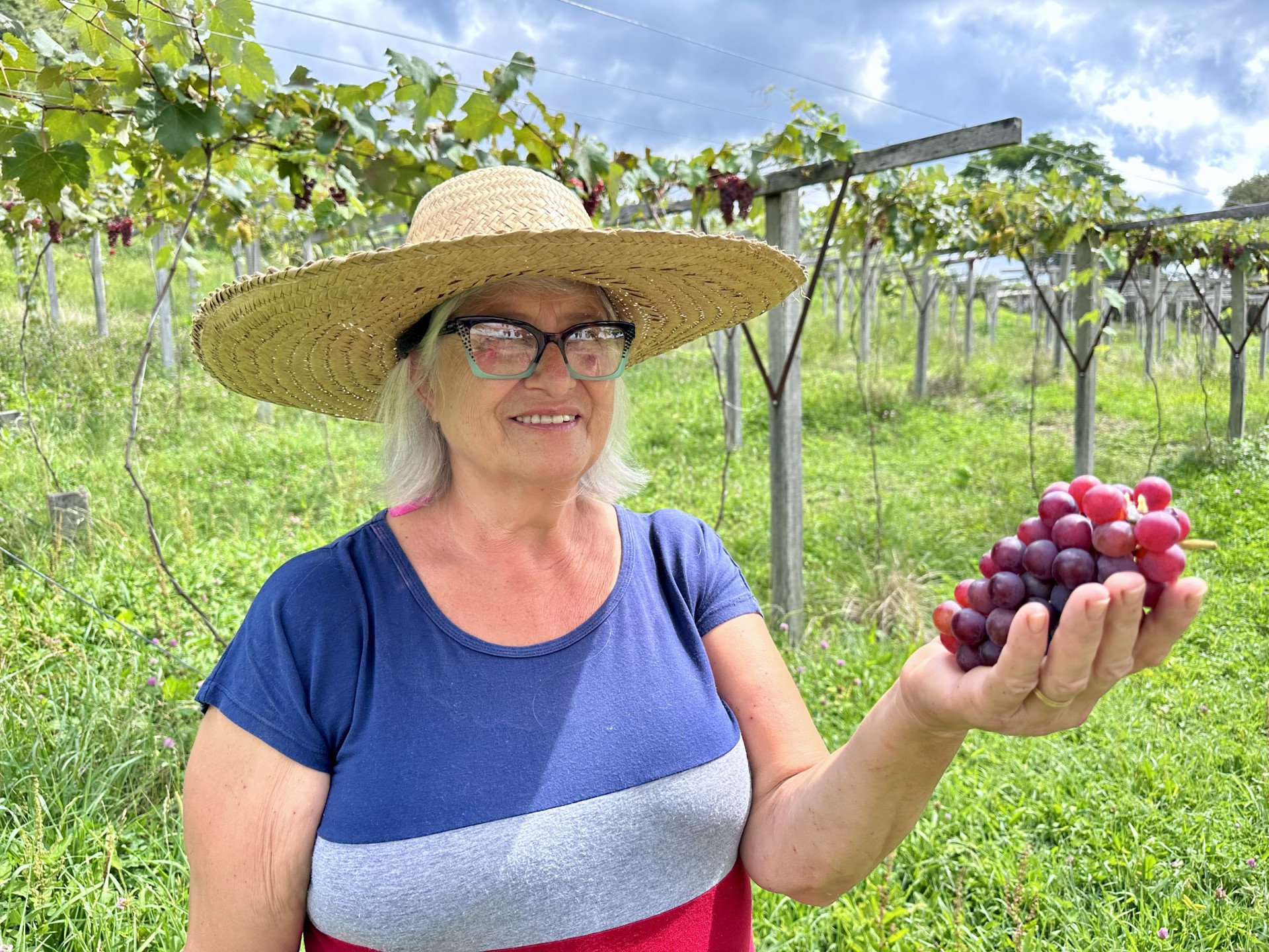 Época de vindima e apelo turístico estimulam o trabalho de produtores rurais em Gramado