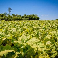 TARIFAÇO: Veja os impactos na agricultura e vestuário do RS