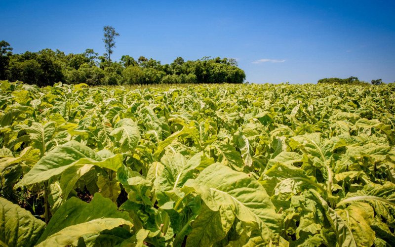 Tabaco foi o setor mais afetado pelo tarifaço | abc+
