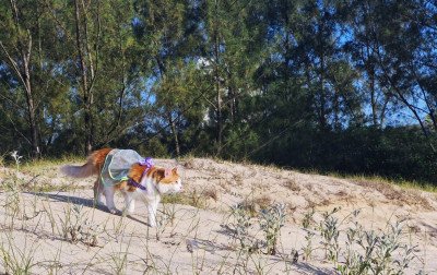 Prince, a gatinha praieira, se torna personagem do Litoral Norte com rotina fora do comum