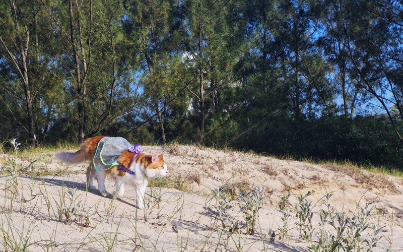 Gatinha desbrava a "maior caixa de areia do mundo" todas as manhãs | abc+