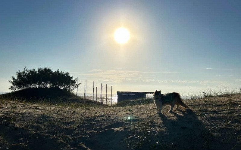 Gatinha desbrava a "maior caixa de areia do mundo" todas as manhãs