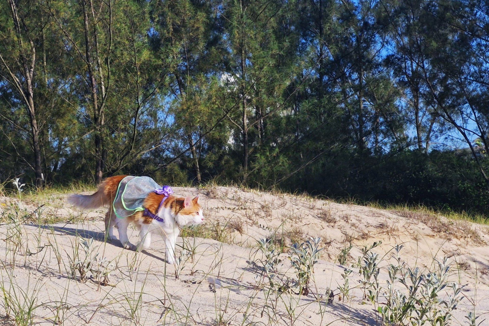 Prince, a gatinha praieira, se torna personagem do Litoral Norte com rotina fora do comum