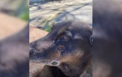 Cão Orelha: Adolescente suspeito de matar animal na Praia Brava tem passaporte apreendido