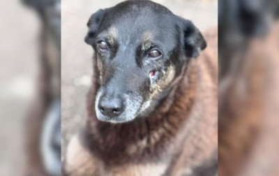 Justiça de SC autoriza e corpo de cão Orelha é exumado