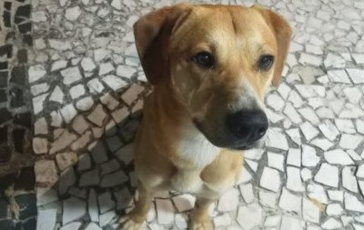 Adolescentes suspeitos de matar cão Orelha já tinham tentado afogar outro cachorro, diz polícia