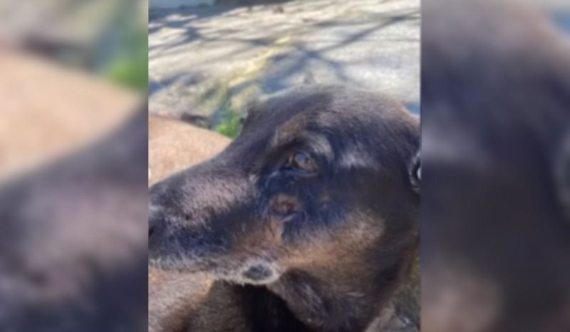 Cão Orelha | abc+