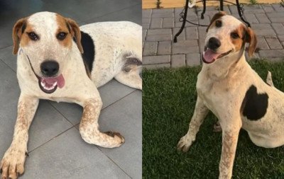 Conheça o cão Abacate, morto a tiros no Paraná: "Um amor de animal, só nos trouxe alegrias"