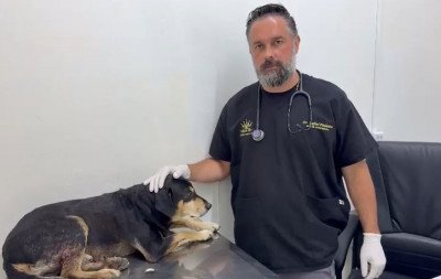 Cão Negão: O que diz veterinário sobre estado de saúde de animal baleado por PM