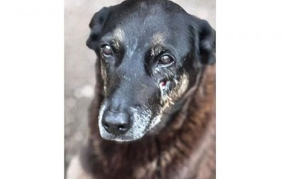 Cão Orelha: O que pode acontecer com adolescentes que agrediram o animal comunitário