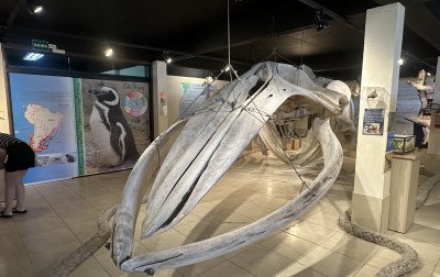 VÍDEO: Esqueleto de baleia que encalhou há 16 anos no RS é atração de museu no litoral norte