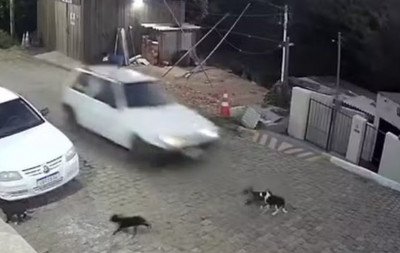 "Mato tudo, sou psicopata": Homem que disse ter feito "strike" ao atropelar cães no RS vira réu