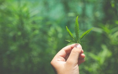 Anvisa discute regras para a produção de cannabis no Brasil