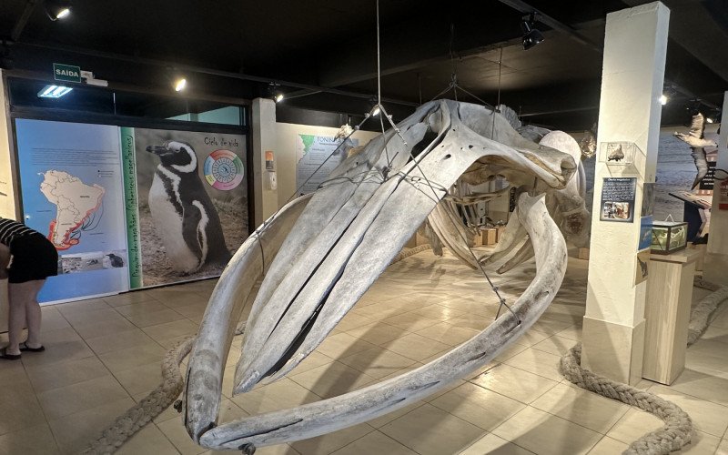 Museu Ceclimar - Esqueleto de baleia jubarte que encalhou em 2010 no RS