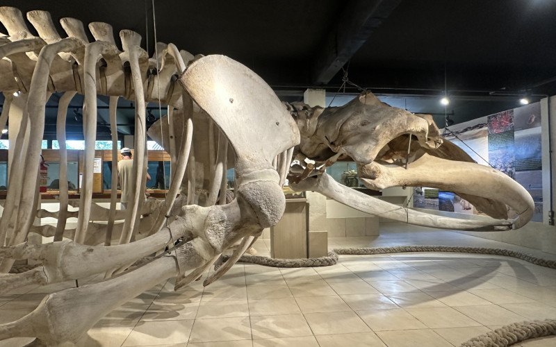 Museu Ceclimar - Esqueleto de baleia jubarte que encalhou em 2010 no RS | abc+