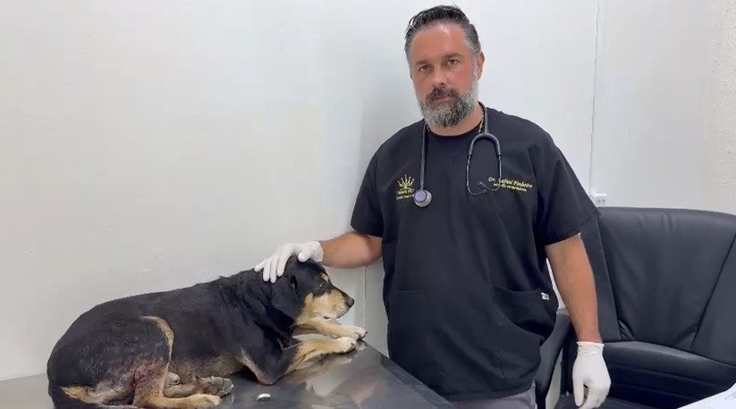 Veterinário Rafael Pinheiro de Souza atualizou estado do cão Negão, baleado por PM em Campo Bom | abc+