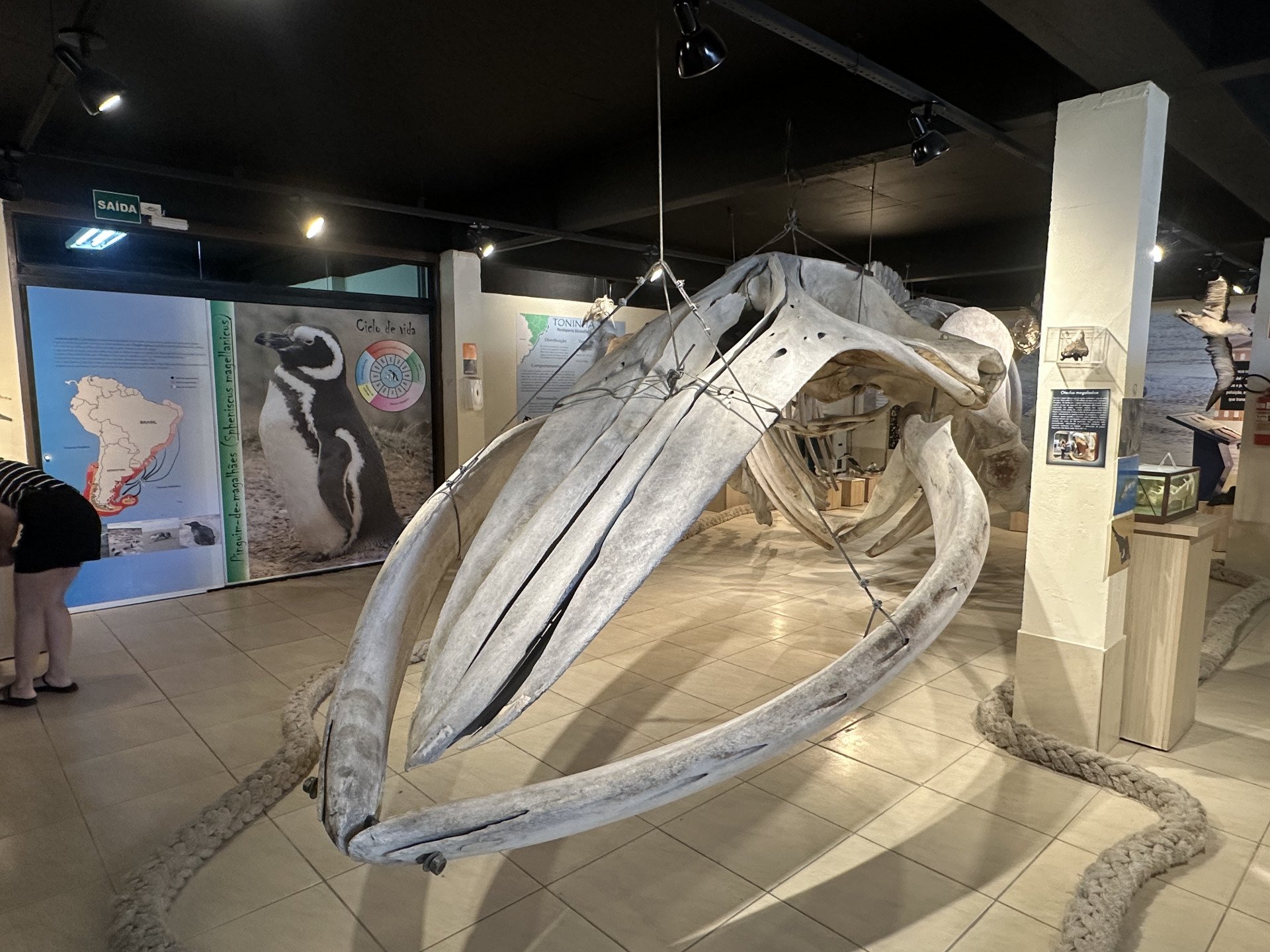V&Iacute;DEO: Esqueleto de baleia que encalhou h&aacute; 16 anos no RS &eacute; atra&ccedil;&atilde;o de museu no litoral norte