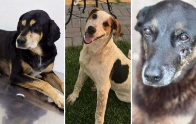 Cão Negão, baleado no Vale do Sinos, é o terceiro caso envolvendo violência contra animais no Sul do País