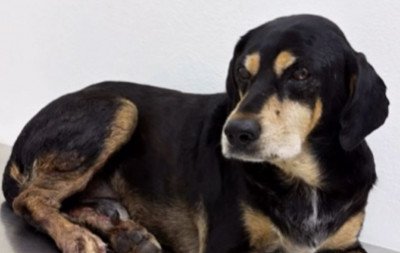 Cão Negão: MP entra no caso de cachorro baleado por PM em Campo Bom