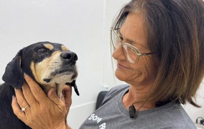 Cão Negão: Saiba como está o cachorro que levou tiro de policial militar em Campo Bom