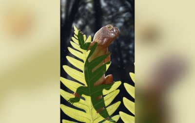 Conheça o lagarto piá: A nova espécie de 240 milhões de anos descoberta no interior do RS