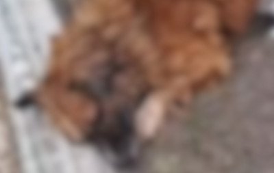 Cachorro enterrado vivo é resgatado por moradores em Sapiranga