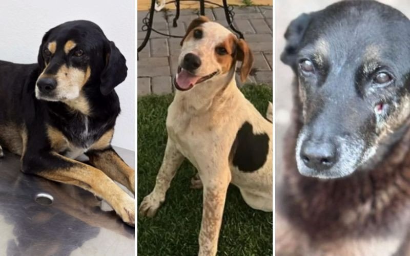 Cão Negão, Abacate e Orelha foram vítimas de maus-tratos no Sul do Brasil | abc+