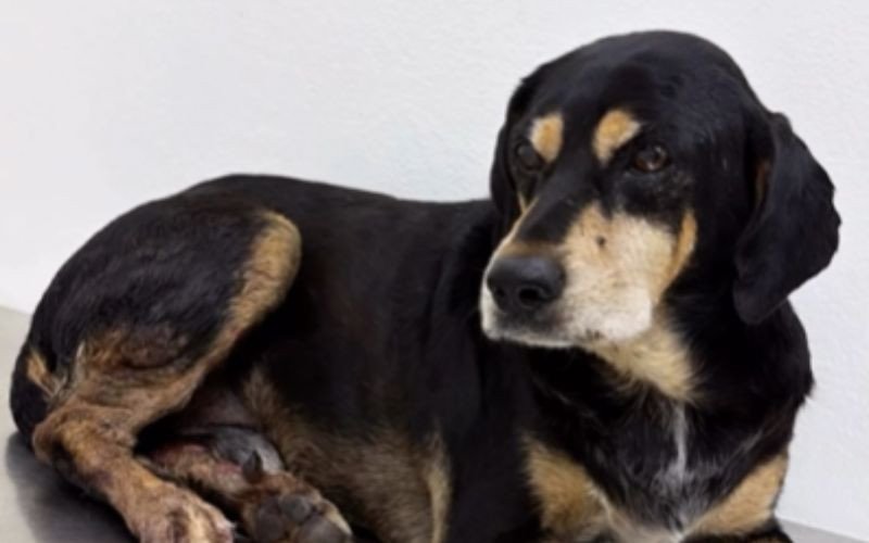 Cão Negão | abc+